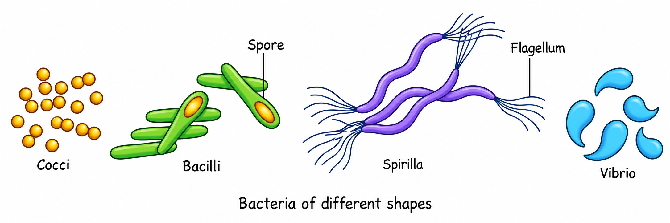Bacteria of Different Shapes